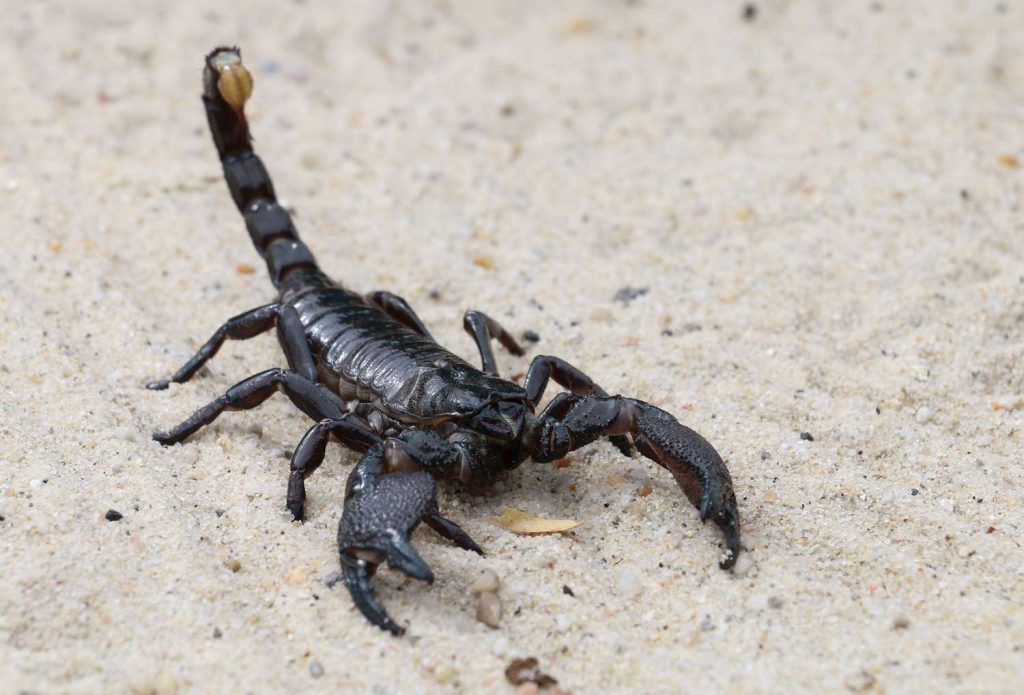 ScorPIO insect